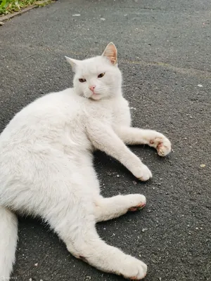 Картина по номерам Белый кот Эмоции Мем Кошки Котята Животные Смешная 40х60  - купить в ООО \"Ай-па\", цена на Мегамаркет