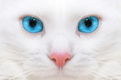 12 килограмм харизмы: огромный белый кот покорил Сеть – фото - МЕТА