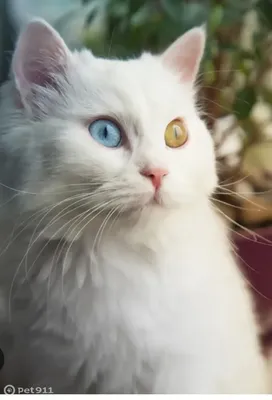 белый кот с голубыми глазами лежит на земле, голубоглазая кошка, Hd  фотография фото, кошка фон картинки и Фото для бесплатной загрузки