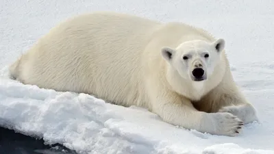 Белый медведь — крупнейший хищник