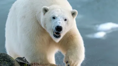 Где и как размножается белый медведь – GoArctic.ru – Портал о развитии  Арктики