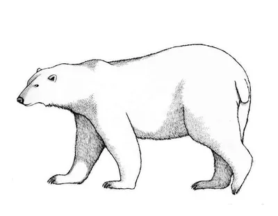 Белый медведь: 20 фактов о полярном гиганте | Наше наследие | Дзен