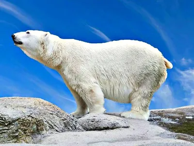 Самый верный способ защиты от белого медведя - это избежать встречи с ним |  29.07.2021 | Анадырь - БезФормата