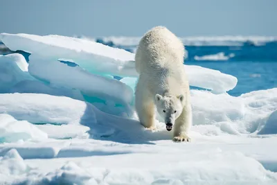 Международный день белого медведя - Экологическая электронная библиотека