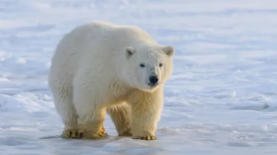 Белый медведь | Белый медведь, Белые медведи, Медведь