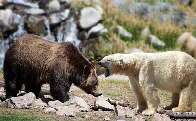 Белый медведь, или полярный медведь | zoo-ekzo.ru - Экзотические животные