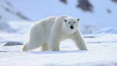Белый медведь, или полярный медведь | zoo-ekzo.ru - Экзотические животные