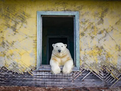 Что случилось с белым медведем в Диксоне в Красноярском крае 05.09.2022 - 5  сентября 2022 - НГС24