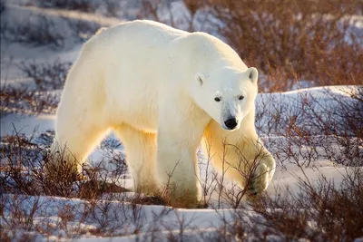 Белый медведь — хозяин Арктики — Teletype