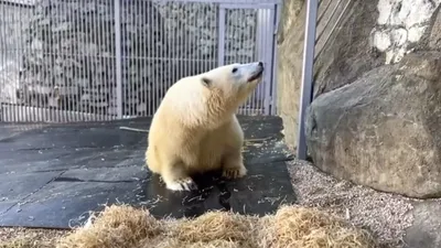 Раненого белого медведя обследовали в Московском зоопарке | Ветеринария и  жизнь