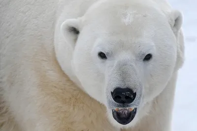 Голодные белые медведи все чаще выходят к людям из-за таяния льда -  Ведомости.Экология