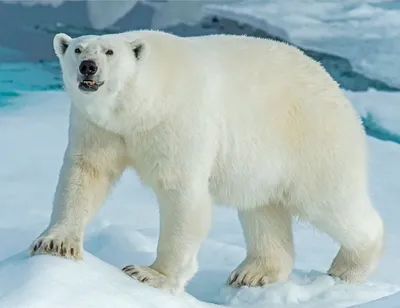 Белый медведь ворвался в чум с маленькой девочкой в фактории Усть-Юрибей |  «Красный Север»