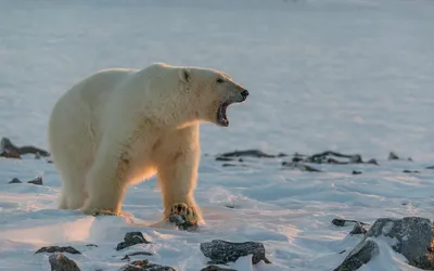 Белый медведь впервые за 30 лет убил человека на Аляске. Что заставляет  крупнейших хищников планеты нападать на людей?: Звери: Из жизни: Lenta.ru
