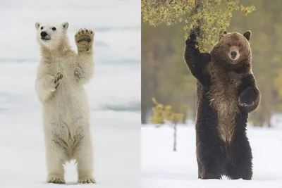 В Якутии белый медведь ушел за 700 километров от берега океана - Российская  газета