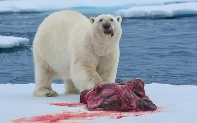 На Аляске белый медведь напал на мать с годовалым сыном | Ветеринария и  жизнь