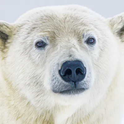 Иннокентий Охлопков: Изменение климата сопутствует появлению гибрида белого  и бурого медведя в Якутии - Новости Якутии - Якутия.Инфо
