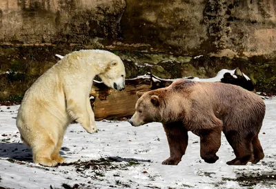 В России утвердили стратегию сохранения белого медведя до 2030 года