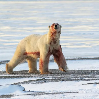 Как белый медведь съел северного оленя – Наука – Коммерсантъ
