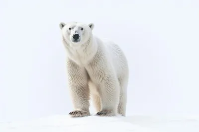 Эксперт объяснил, почему белые медведи могут \"зеленеть\" - РИА Новости,  30.04.2021