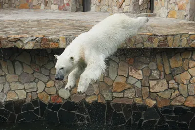 Белый медведь стоит на задних лапах. Stock Photo | Adobe Stock