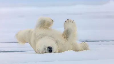 Белый медведь – Сибирский супер-зверь