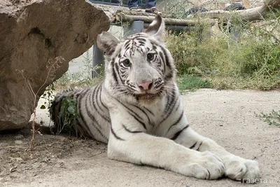 Белый тигр загрыз смотрителя зоопарка