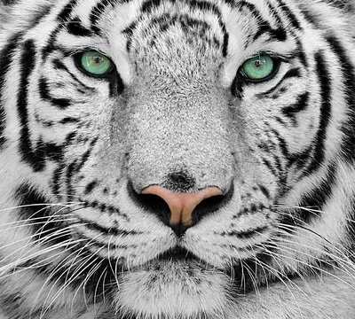 Белый тигр | Majestic animals, Albino animals, Pretty animals
