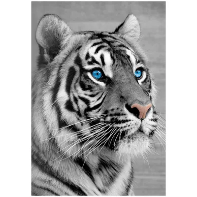 Фотообои C4-077 Белый тигр 300х270