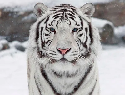 338 429 рез. по запросу «Белый тигр» — изображения, стоковые фотографии,  трехмерные объекты и векторная графика | Shutterstock