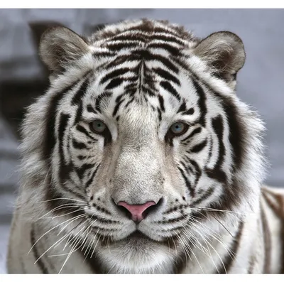 Фотообои \"Белый тигр на снегу\" - Арт. 180064 | Купить в интернет-магазине  Уютная стена