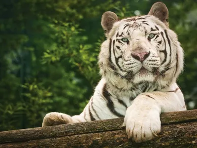 Постер в рамке Белый тигр 21х30 см 645686 – купить по цене 2 000 ₽ в Москве  в интернет-магазине ogogo.ru