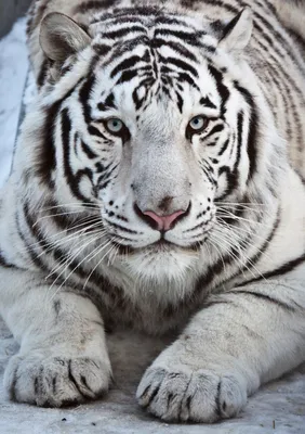 Картина на дереве Белый тигр 40х60 см 637768 – купить по цене 6 000 ₽ в  Москве в интернет-магазине ogogo.ru