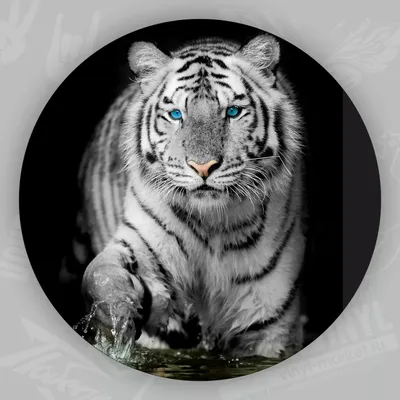 Картина художественная Белый тигр 50х60 см холст масло ручная работа без  рамки - купить в Москве, цены на Мегамаркет