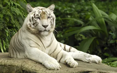 Одна сторона белый тигр в снегу, …» — создано в Шедевруме
