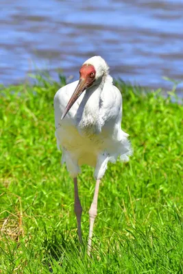 Белый журавль птица · Бесплатные стоковые фото