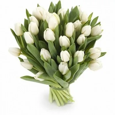 Букет из тюльпанов белых - Букет тюльпанов белых