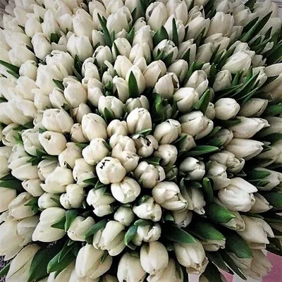 201 белый тюльпан в букете за 35 990 руб. | Бесплатная доставка цветов по  Москве