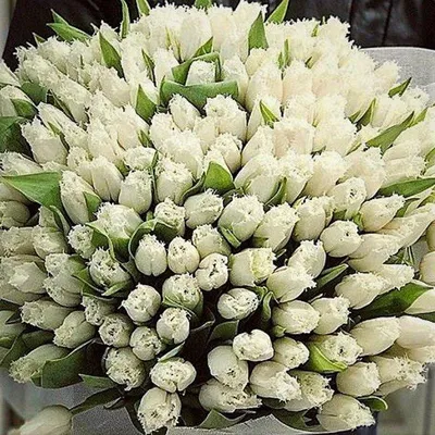 Букет из белых тюльпанов купить в Краснодаре недорого - доставка 24 часа