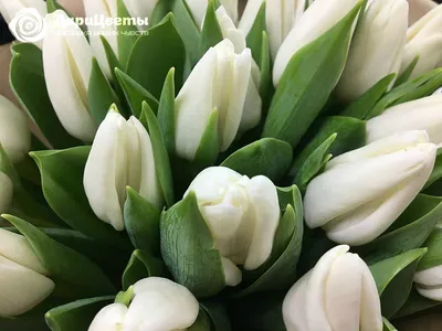 15 белых тюльпанов Верона | доставка по Москве и области