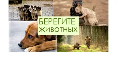Рисунок Берегите животных №327359 - «ЭКОЛОГИЯ и МЫ» (08.06.2022 - 17:38)