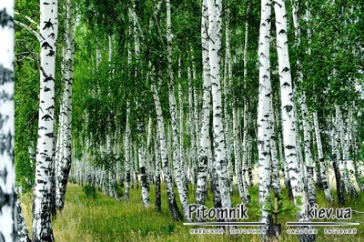 Береза Далекарлийская - Береза - GardenPlants