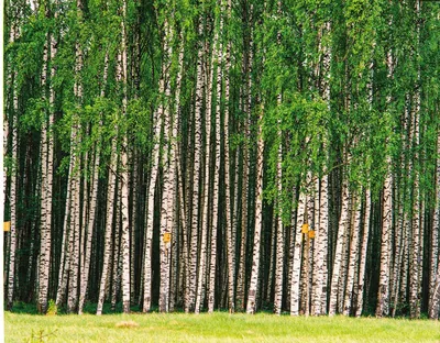 Береза юнги. Описание, фото, купить в садовом центре.