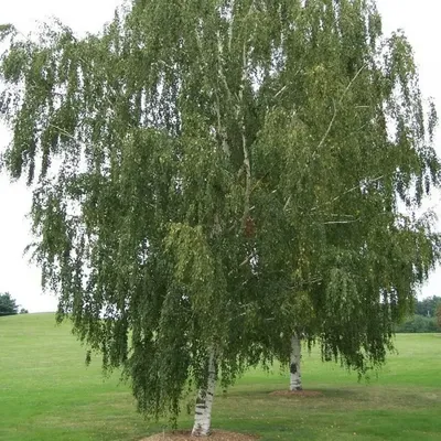 Купить Береза повислая Пурпуреа Betula pendula Purpurea - в питомнике  Флорини