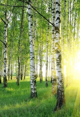 Купить Береза полезная Дооренбос Betula utilis Doorenbos - в питомнике  Флорини