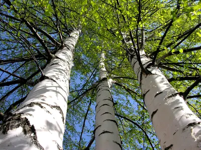 Береза повислая Юнги (Betula pendula Youngii)