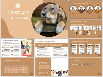 Карточки Домана «Домашние животные» | Домашнее животное, Животные, Дикие  животные