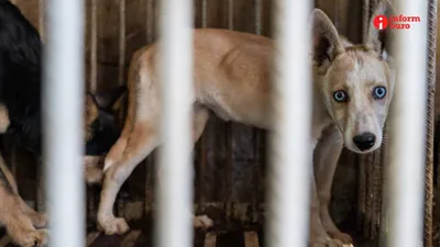 Думая о безопасности питомца: Бесплатное чипирование собак и кошек началось  в Астане | informburo.kz