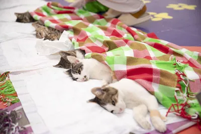 В Баку врачи из разных стран бесплатно стерилизовали около 1500 бездомных  животных – ФОТО | 1news.az | Новости