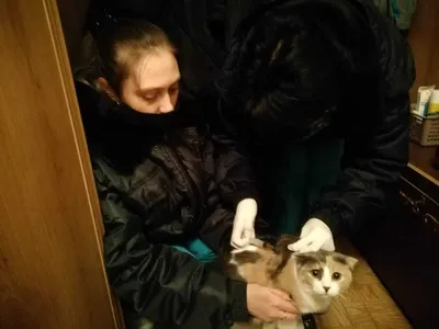 В Астрахани можно бесплатно привить домашних животных от бешенства - KP.RU