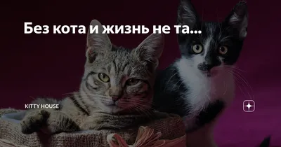 Без кота, жизнь не та…» — создано в Шедевруме